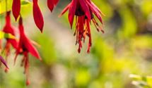 Freilandfuchsie