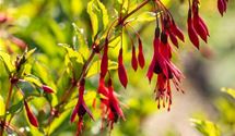 Freilandfuchsie