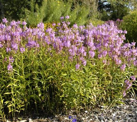 Physostegia virginiana 'Vivid'