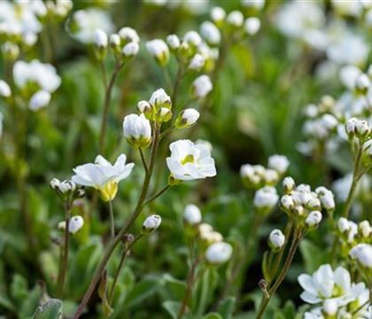 Arabis caucasica 'Plena'