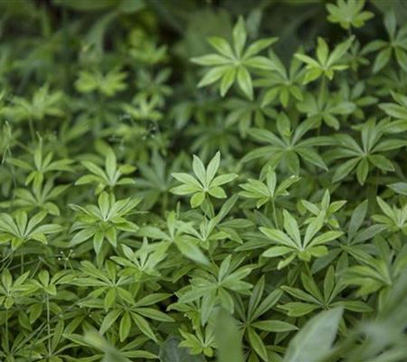 Galium odoratum Galium odoratum