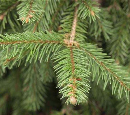 Picea abies 'Acrocona' Picea abies 'Acrocona'