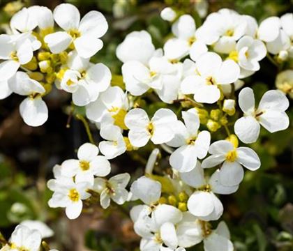 Arabis caucasica 'Schneehaube'