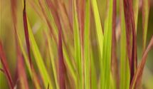 Blutgras