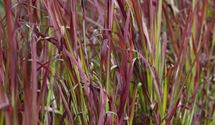 Blutgras