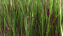 Blutgras