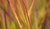 Blutgras