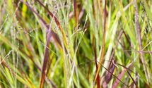 Blutgras
