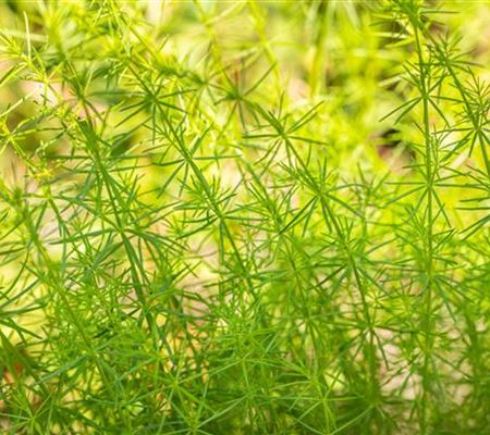 Galium verum Galium verum