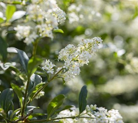Ligustrum vulgare 'Lodense' Ligustrum vulgare 'Lodense'