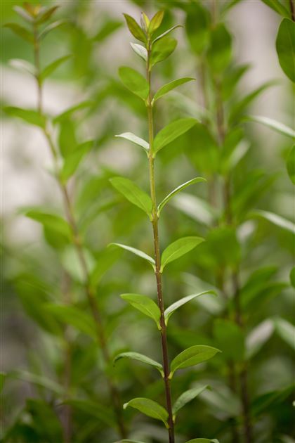 plants are purple dm Comfort Mousse: Unscented main image 0