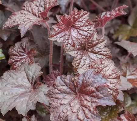 Heuchera micrantha 'Palace Purple' Heuchera micrantha 'Palace Purple'