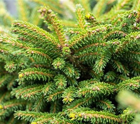 Picea orientalis 'Gracilis'