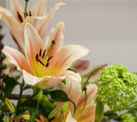 Lilien – Königinnen im Garten Lilien – Königinnen im Garten