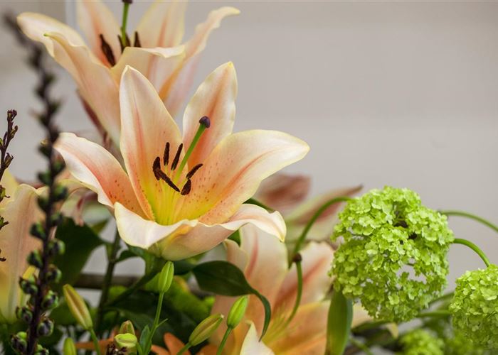 Lilien – Königinnen im Garten