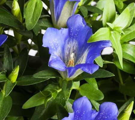 Gentiana acaulis Gentiana acaulis