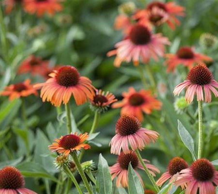 Echinacea purpurea Echinacea purpurea