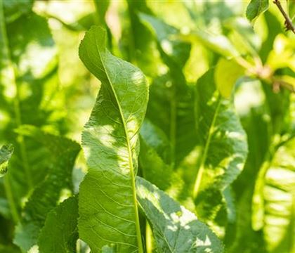 Armoracia rusticana Armoracia rusticana