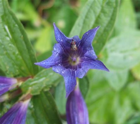 Gentiana asclepiadea Gentiana asclepiadea