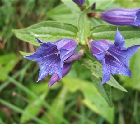 Gentiana septemfida var. lagodechiana Gentiana septemfida var. lagodechiana