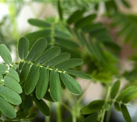 Mimosen, die sensiblen Geschöpfe der Pflanzenwelt Mimosen, die sensiblen Geschöpfe der Pflanzenwelt