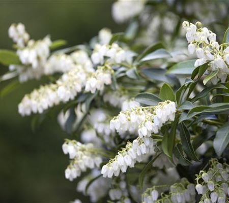 Pieris japonica Pieris japonica