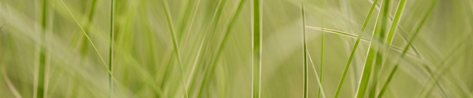 GS424915.jpg GS424915.jpg