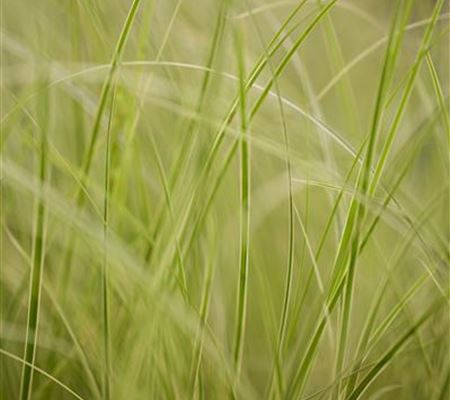 Auf die Feinheiten kommt es an: wie Gräser den Garten aufwerten Auf die Feinheiten kommt es an: wie Gräser den Garten aufwerten