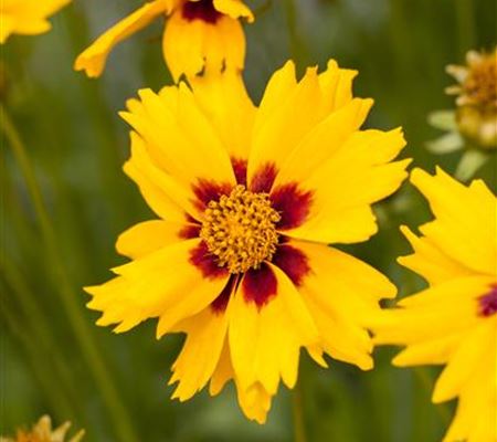 Coreopsis lanceolata 'Sterntaler'