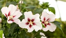 Hibiscus, Eibisch