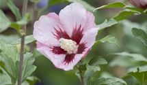 Hibiscus, Eibisch