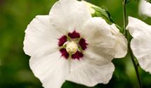 Hibiscus, Eibisch