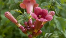 Virginischer Jasmin