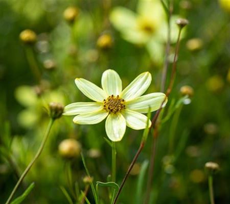 Coreopsis verticillata 'Moonbeam'