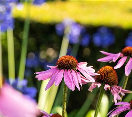 Echinacea purpurea 'Mistral' Echinacea purpurea 'Mistral'