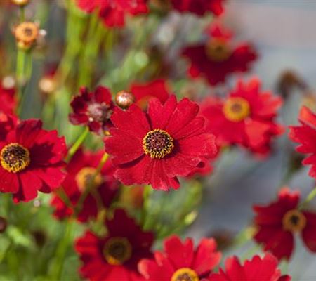 Coreopsis verticillata 'Red Ruby'