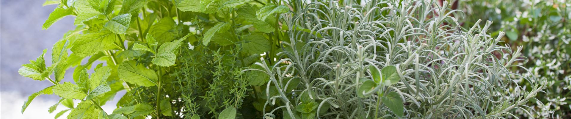 GS428281.jpg GS428281.jpg