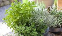 Oregano