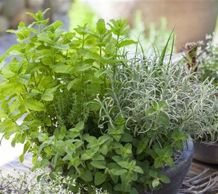 Mit frischen Kräutern in den Frühling starten Mit frischen Kräutern in den Frühling starten
