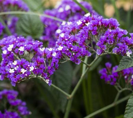 Limonium latifolium