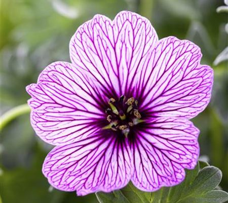Geranium cinereum 'Ballerina' Geranium cinereum 'Ballerina'