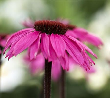Echinacea purpurea 'Rubinstern' Echinacea purpurea 'Rubinstern'