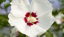 Hibiscus, Eibisch