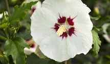 Hibiscus, Eibisch