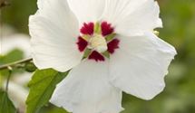 Hibiscus, Eibisch