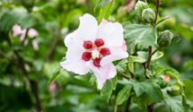 Hibiscus, Eibisch