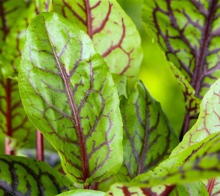 Rumex acetosa Rumex acetosa