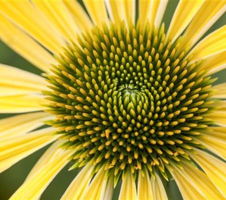 Echinacea purpurea 'Sunrise'