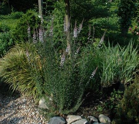 Linaria purpurea Linaria purpurea