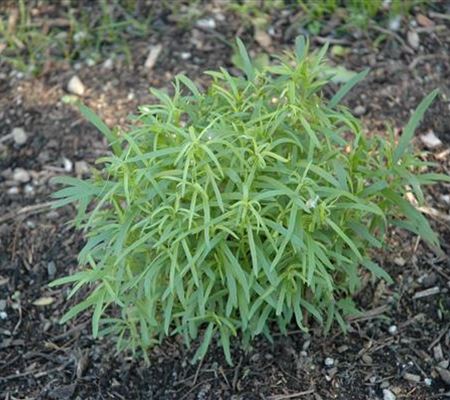 Artemisia dracunculus Artemisia dracunculus